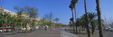 Trees on the Street, Barcelona, Catalonia, Spain